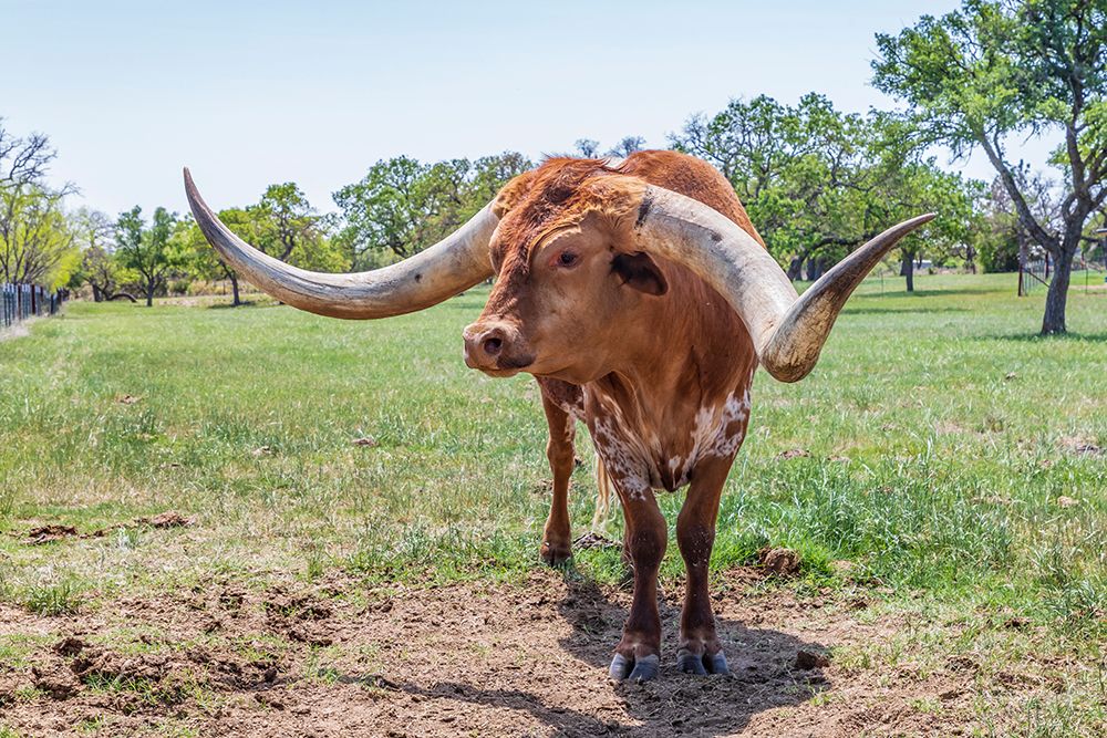 Marble Falls-Texas-USA-Longhorn cattle in the Texas Hill Country